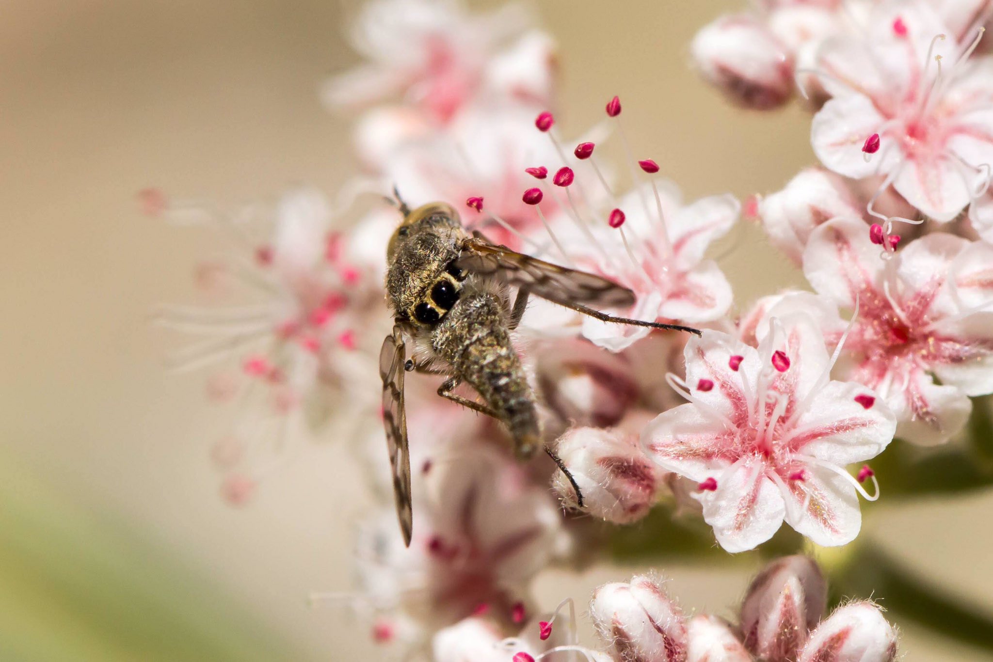 Jumping spider-mimicking fly on pink blossoms