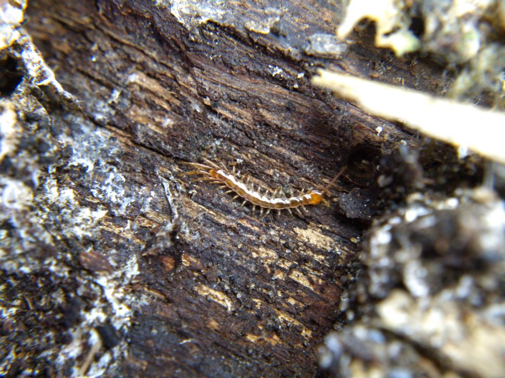 A small centipede on bark