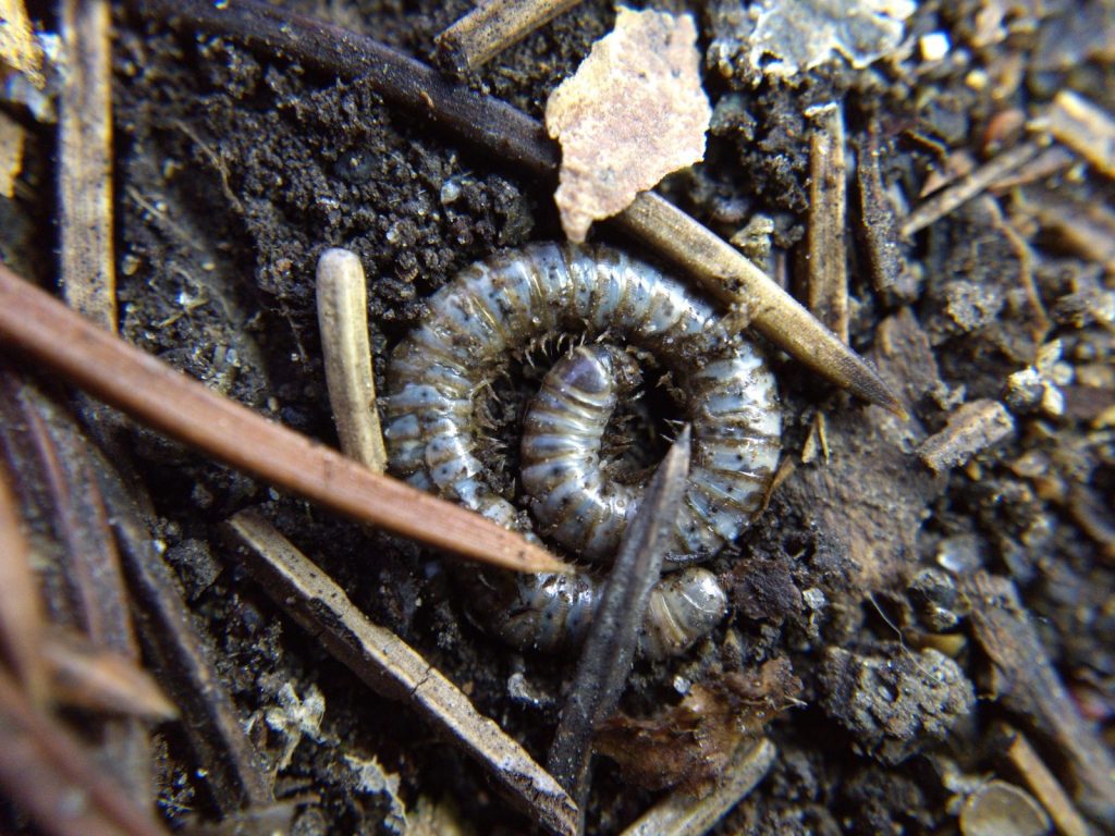 Millipede coiled in a spiral