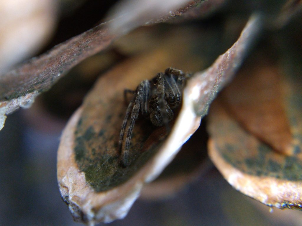 View of orbweaver in pinecone with pedipalps visible
