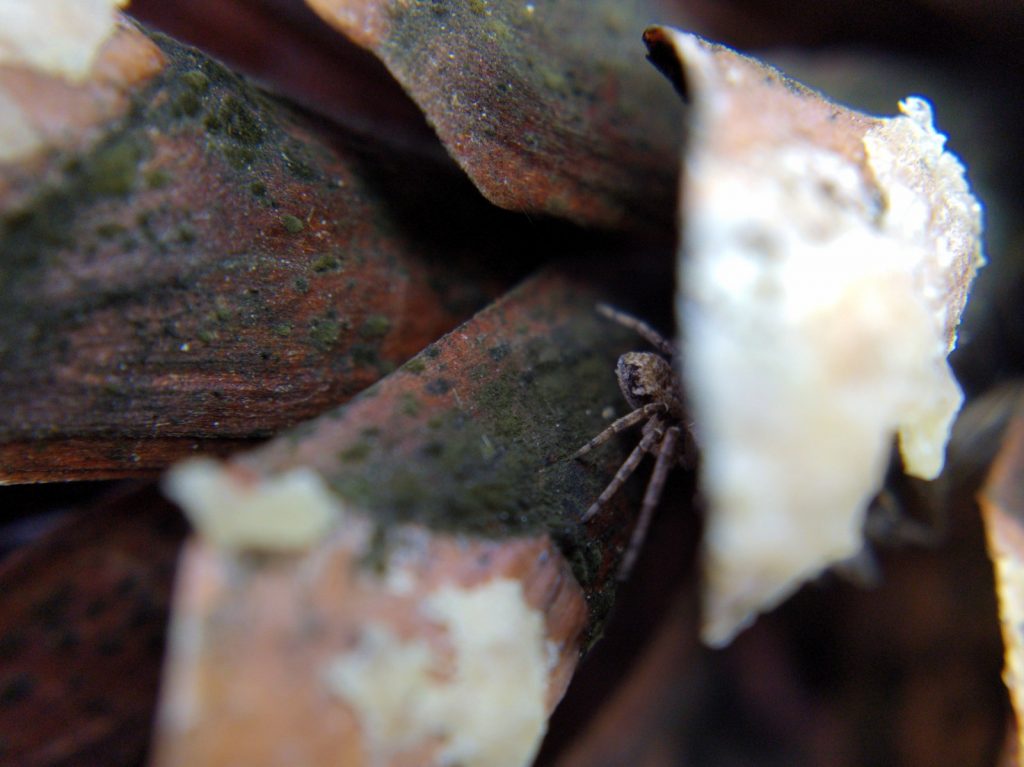 A running rab spider mostly hidden by pinecone