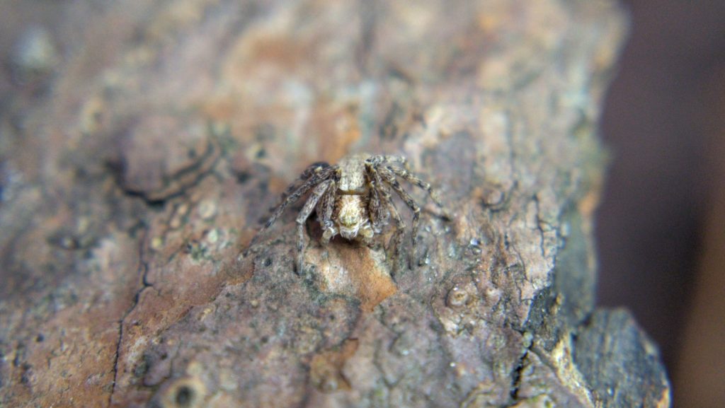 Front view of a running crab spider on bark