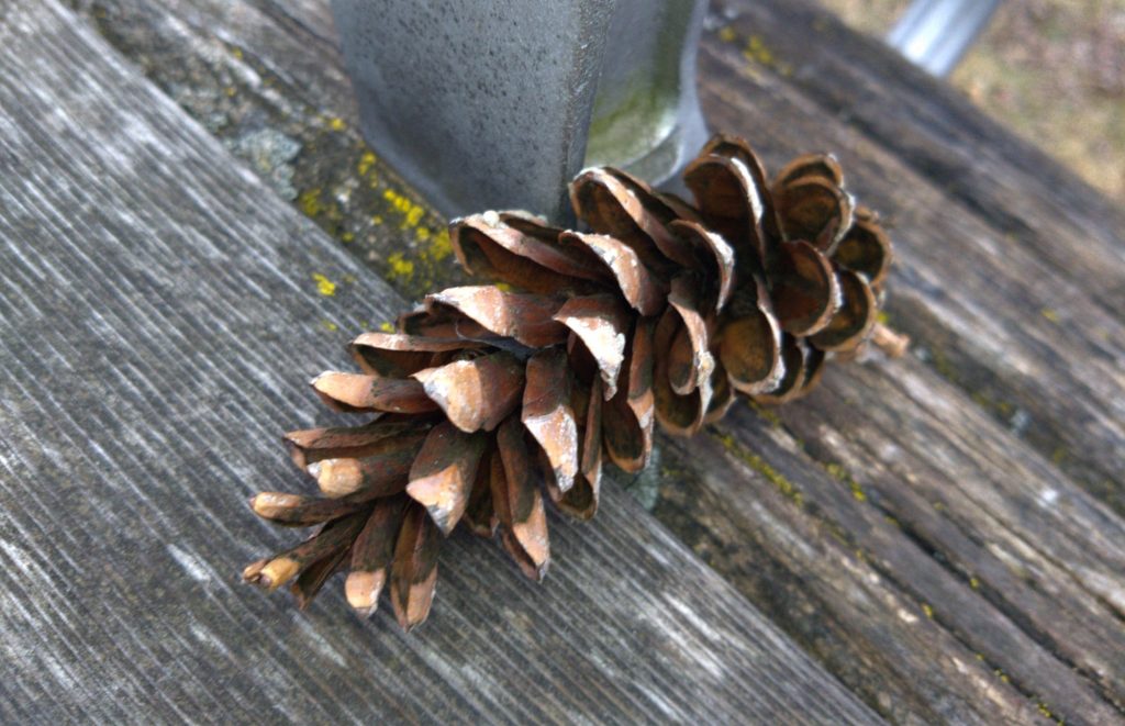 Pinecone on a park bench