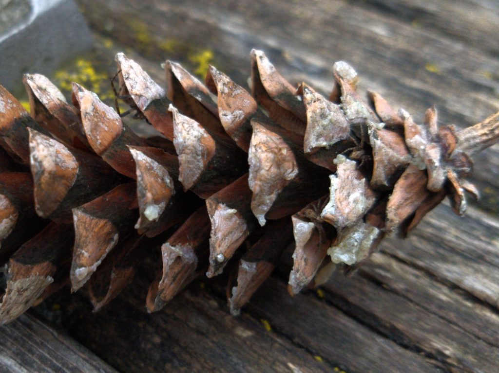 A larger spider visible in the pine cone.
