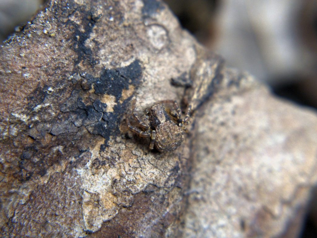 Ground crab spider on bark