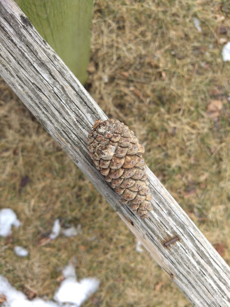Pinecone on plank fence