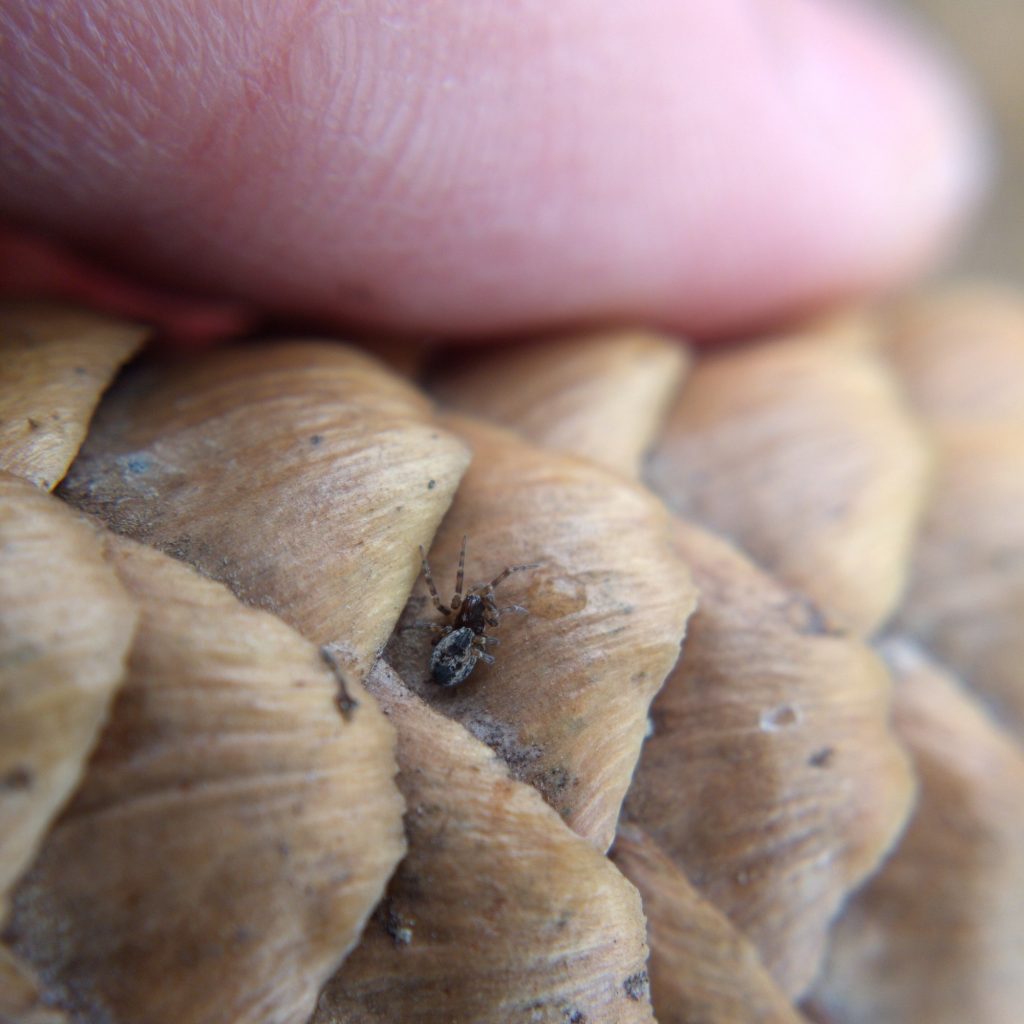 A tiny white-and-black spider on a pinecone, finger for scale