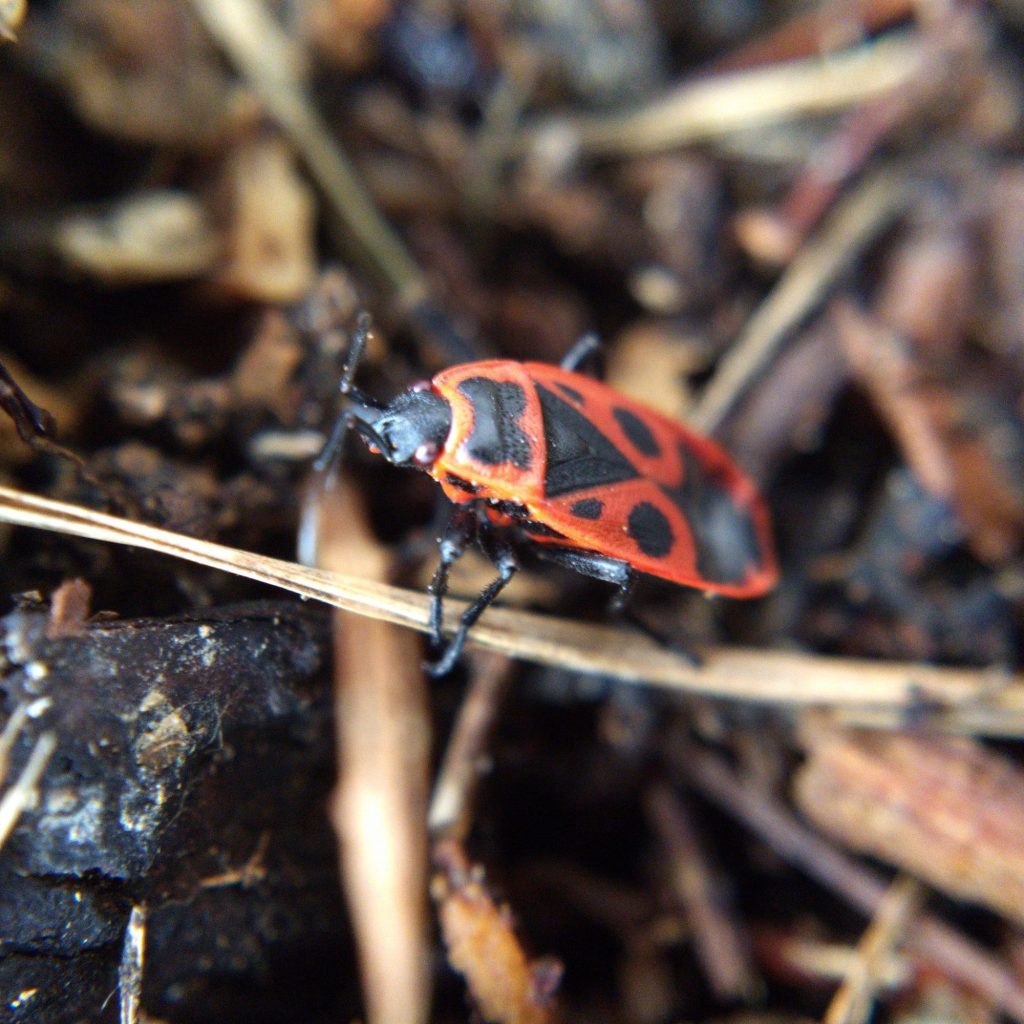 A bug with a striking red and black pattern on its back