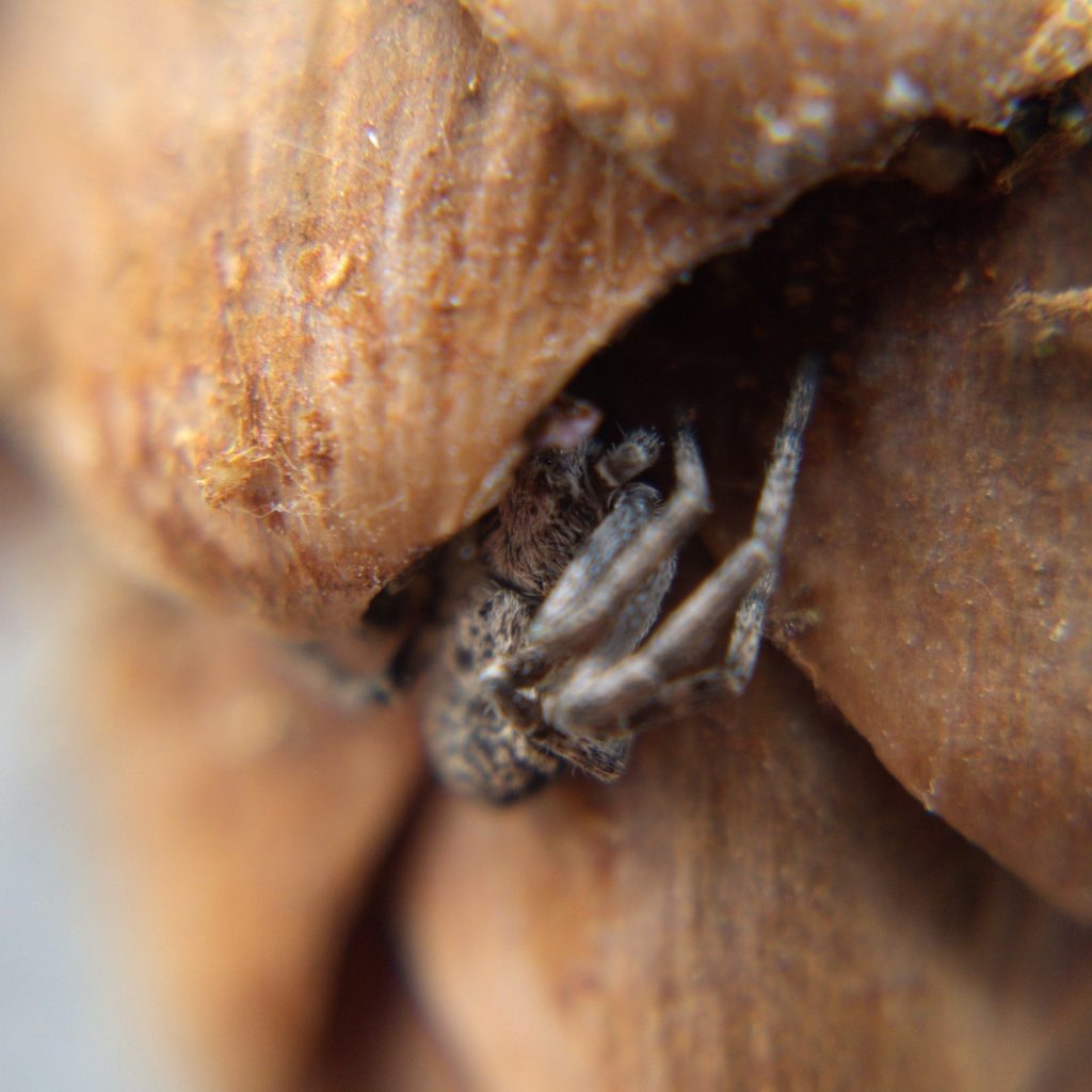A running crab spider hiding under a lobe of a spruce cone