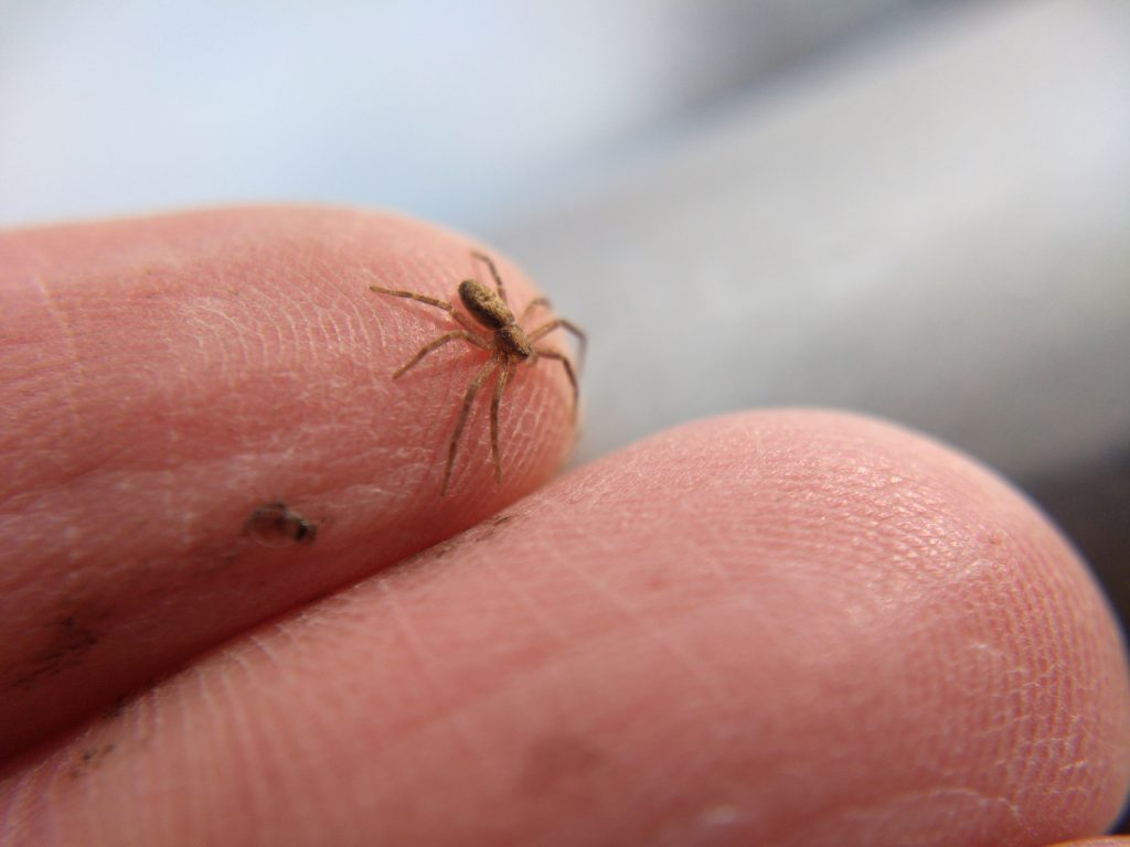 A tiny running crab spider on my finger