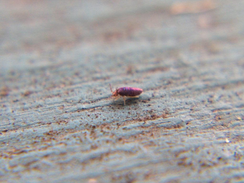 Zoomed-in view of purple springtail