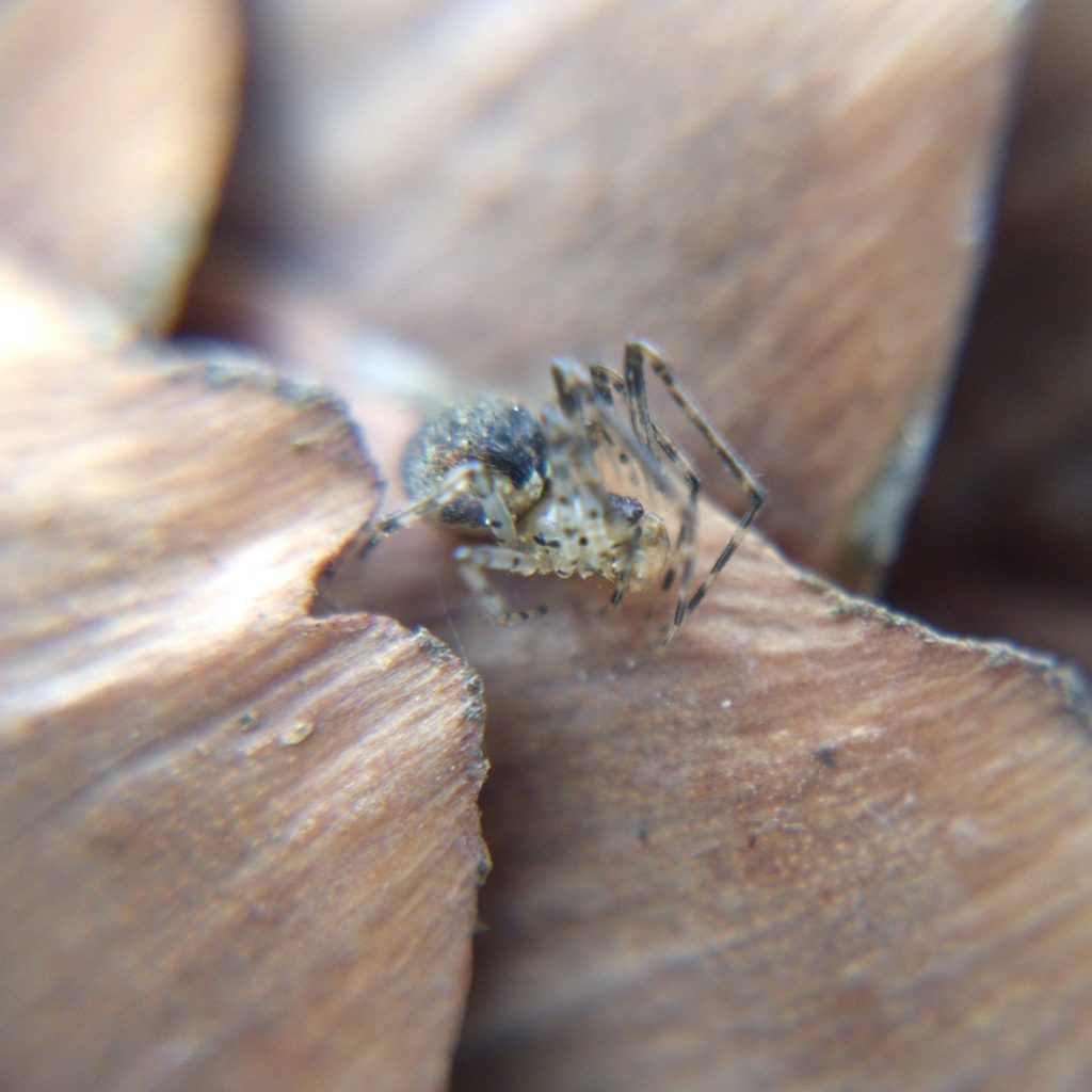 A cobweb spider on a spruce cone
