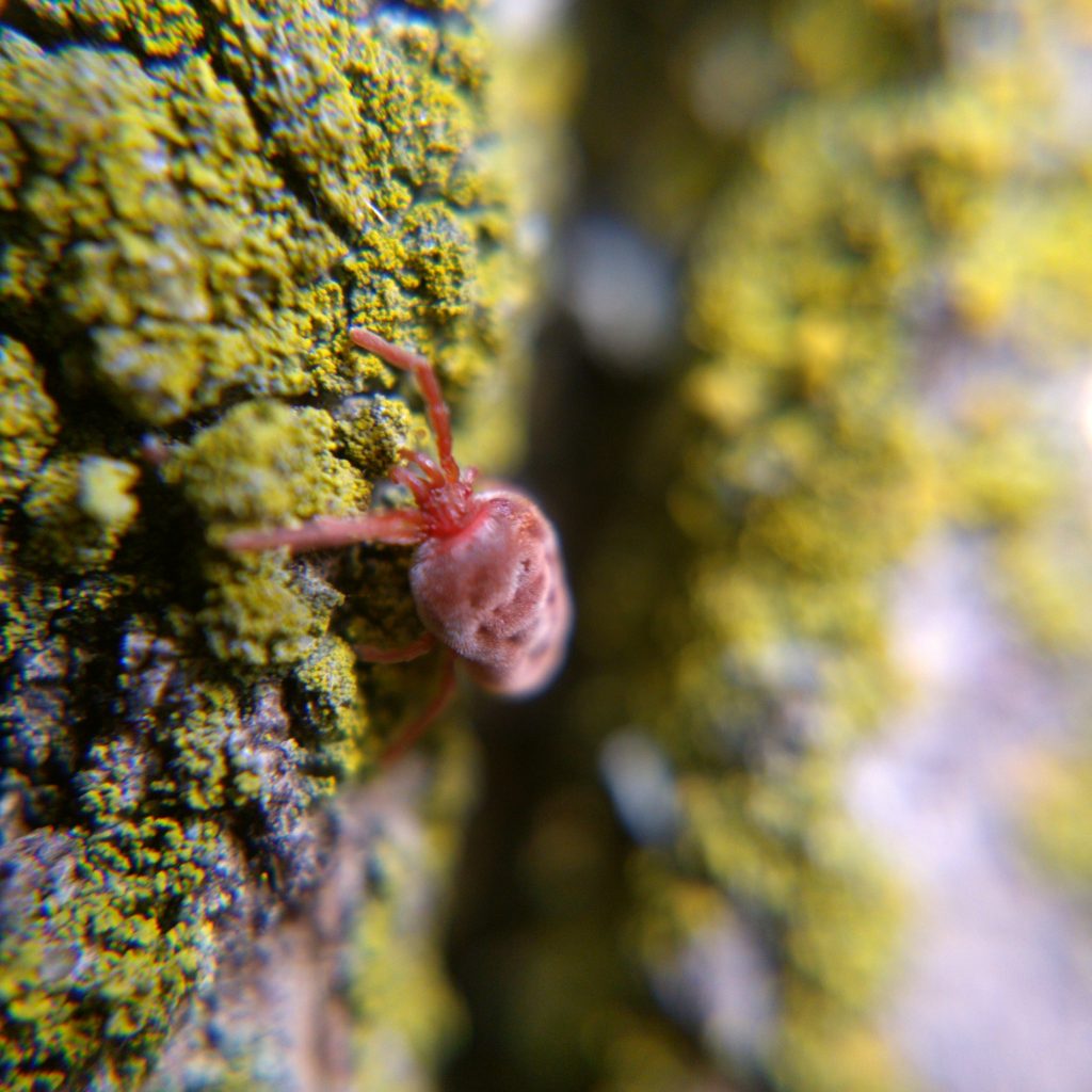 Red velvet mite walking away