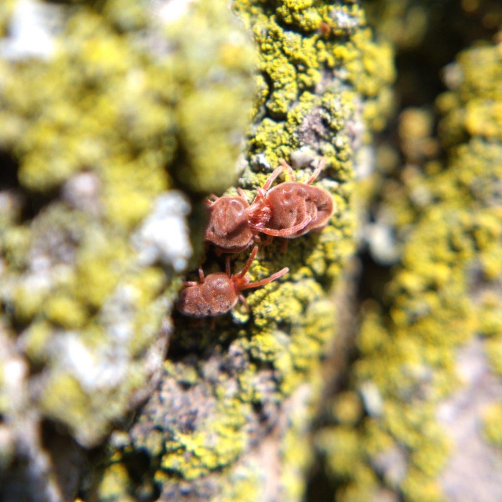 Two red velvet mites wrestling while a third looks on