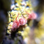 Close-up of red velvet mites fighting