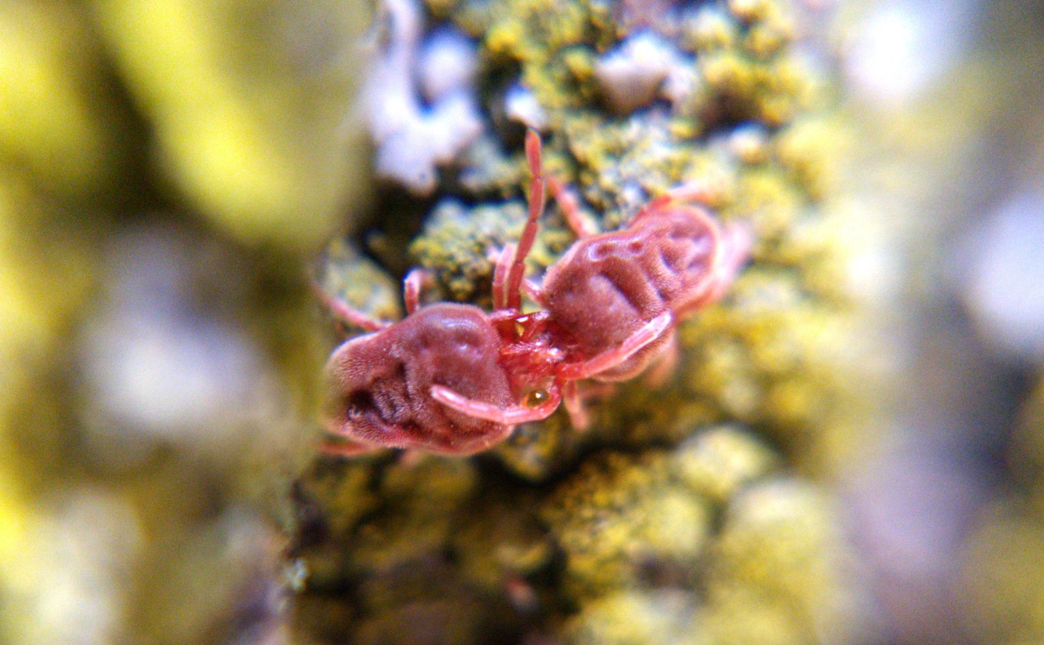 Close-up of red velvet mites fighting