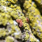 Two red velvet mites fighting