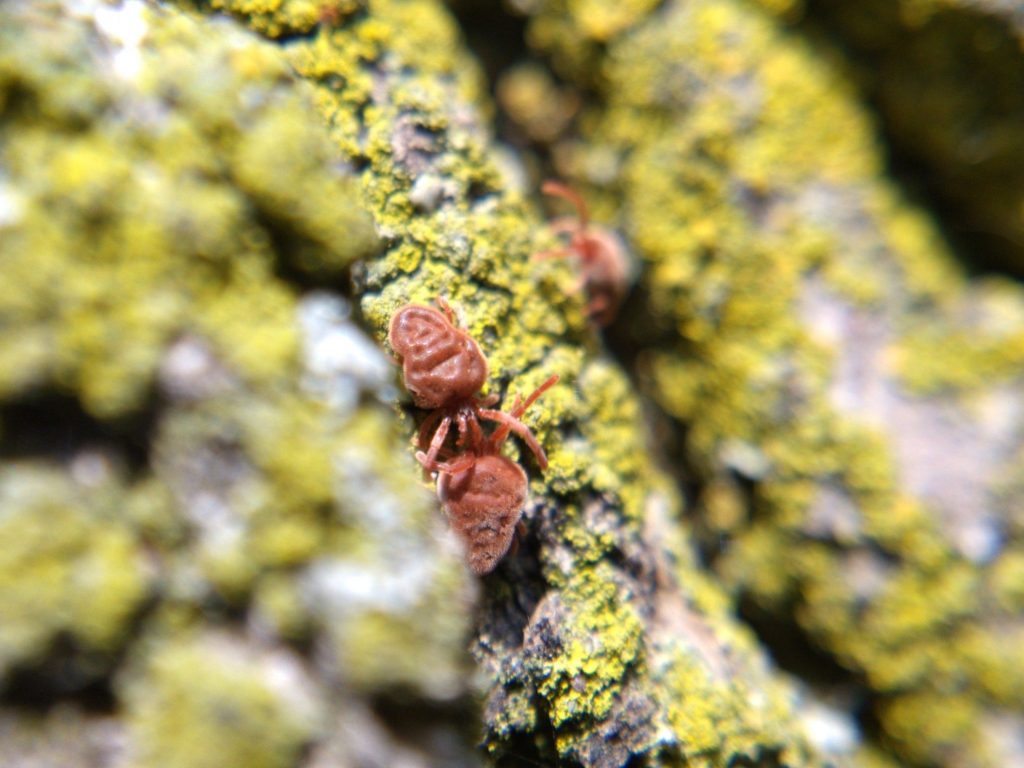Two red velvet mites fighting