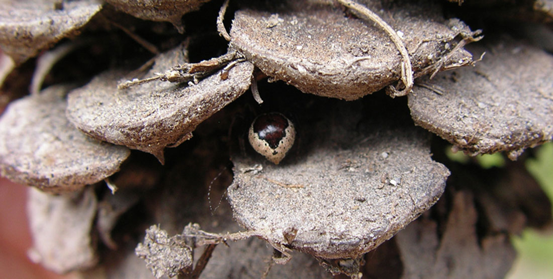 A small silver and black cobweb spider in a pinecone.