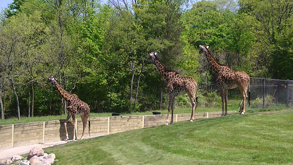 Three giraffes outdoors