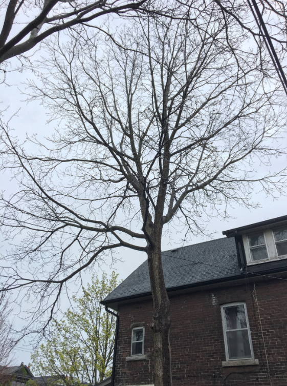A black walnut tree in front of a house