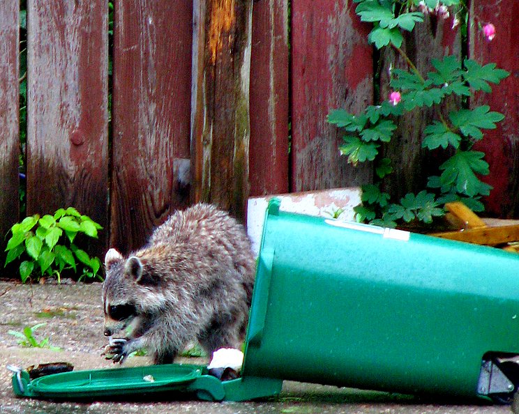 A raccoon foraging from a tipped over green bin