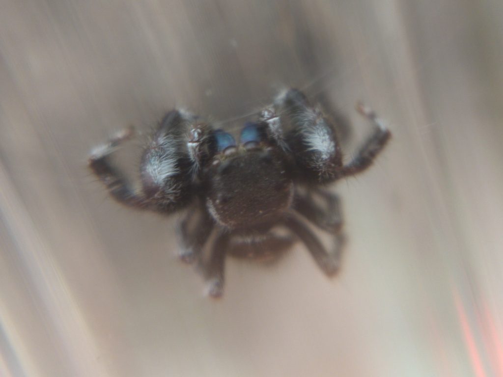 Dead bold jumping spider between plastic panes