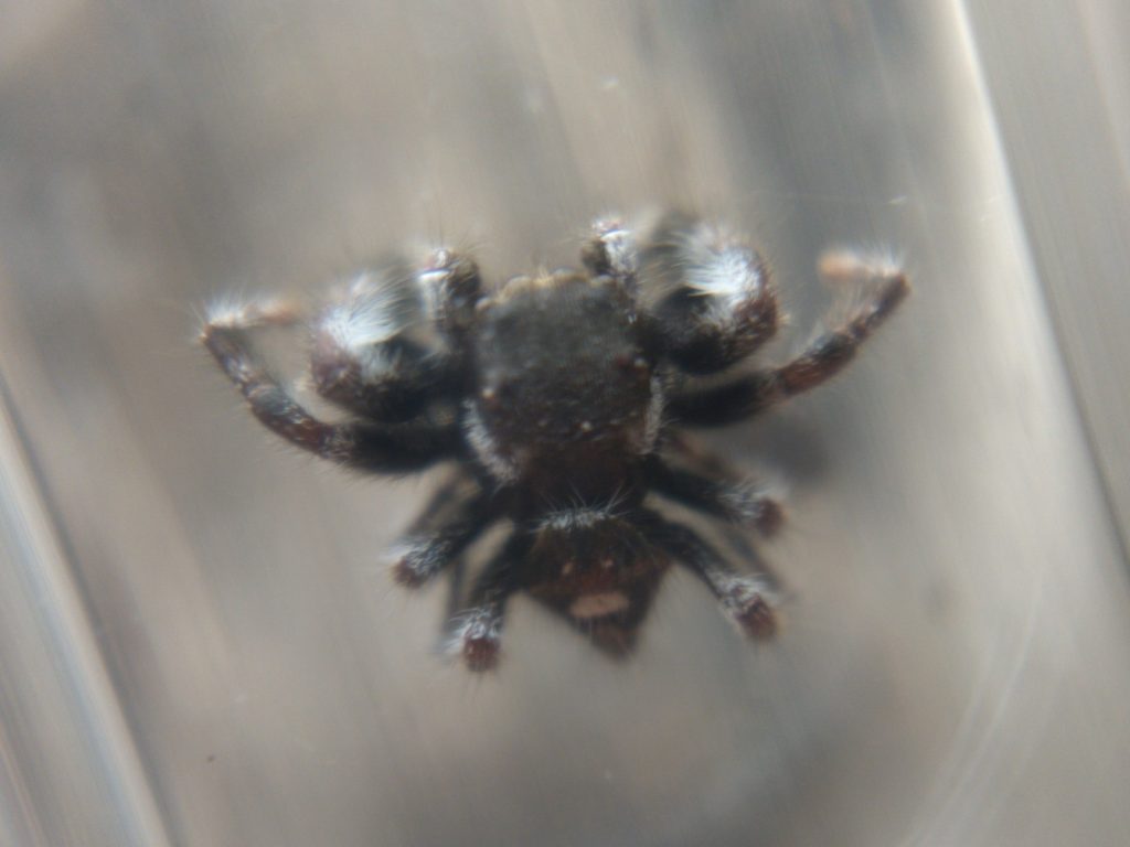 Dead bold jumping spider between plastic panes