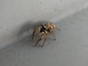 Zebra jumping spider in sun, looking off to the side