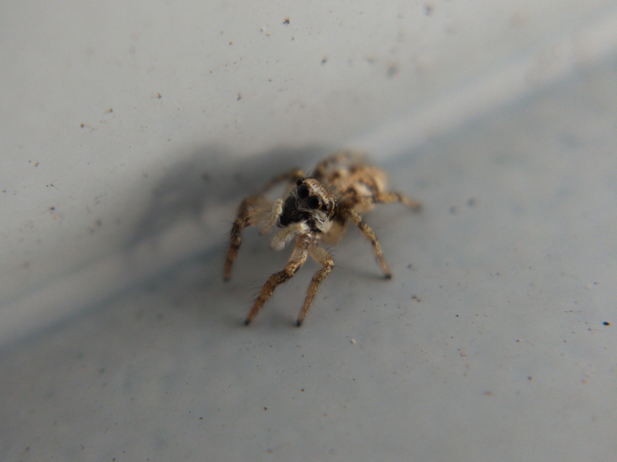First Spring Spider Field journal: First spiders of spring in Trinity-Bellwoods – Neville Park