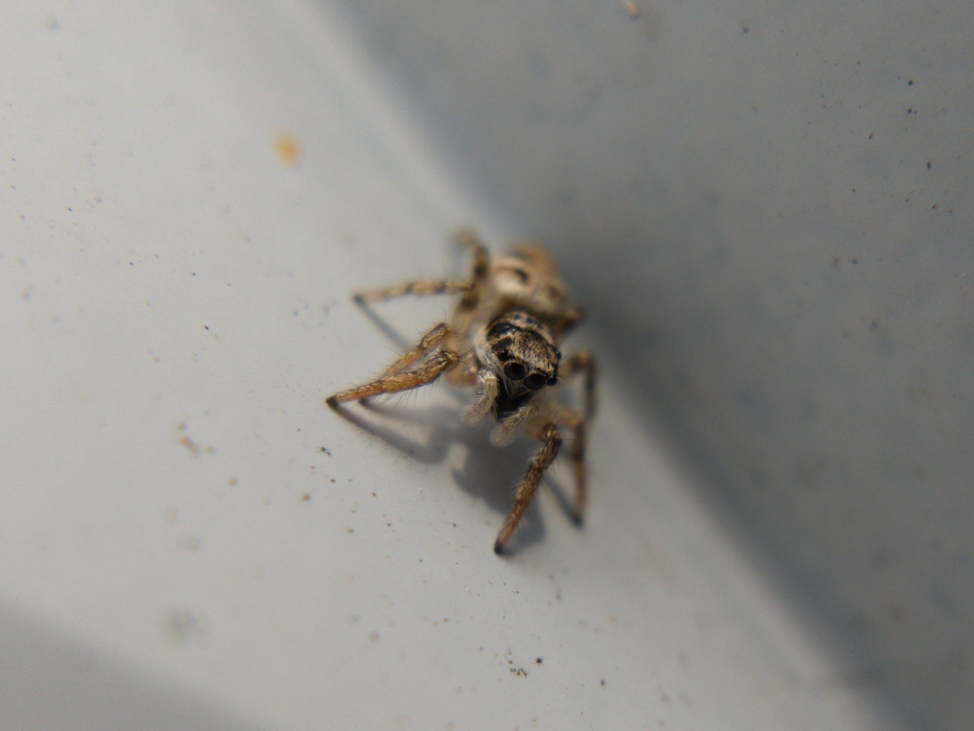 First Spring Spider Field journal: First spiders of spring in Trinity-Bellwoods – Neville Park