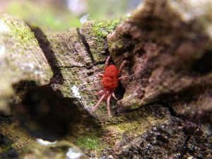 Red velvet mite on mossy green wood