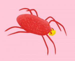 Digital painting of a sidewalk mite (Balaustium) with a bit of pollen in its mouthparts