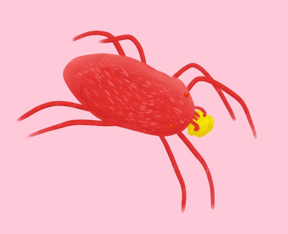 Know Your Little Red Mites A Guide Neville Park