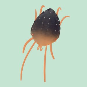 Digital painting of a clover mite (Bryobia)