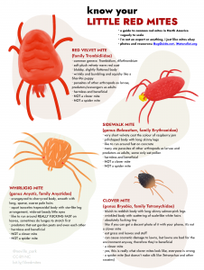 Infographic with illustrations and descriptions of four common red-coloured mites