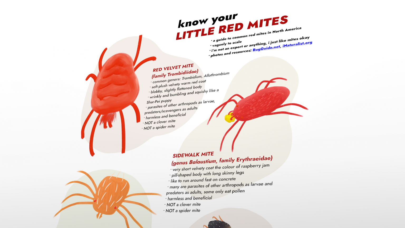 know-your-little-red-mites-a-guide-neville-park