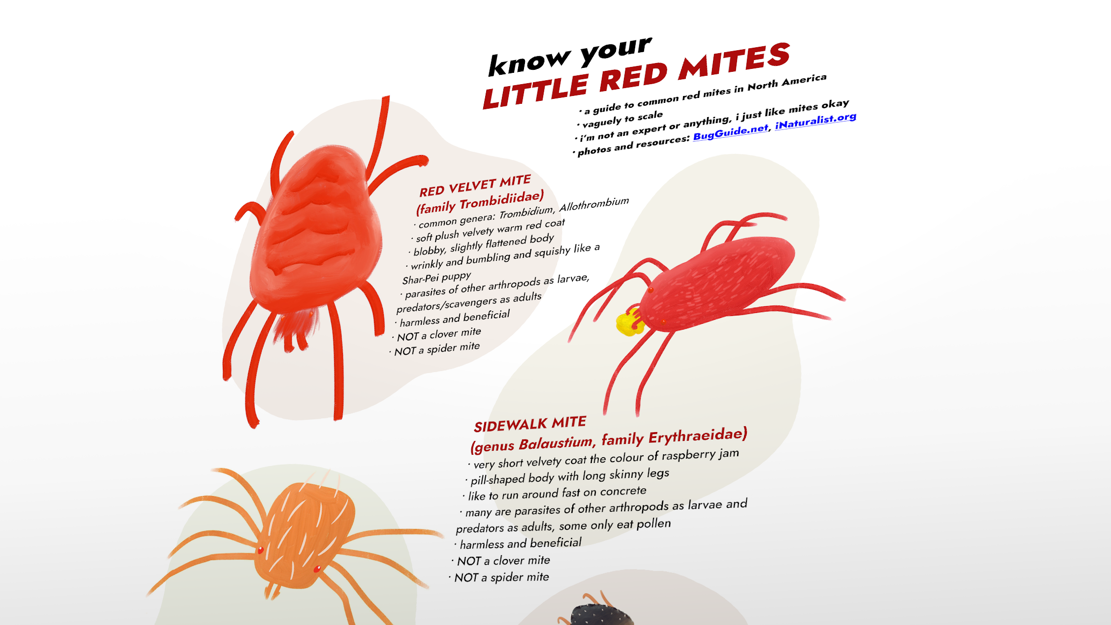 Tilted version of "Know Your Little Red Mites" infographic
