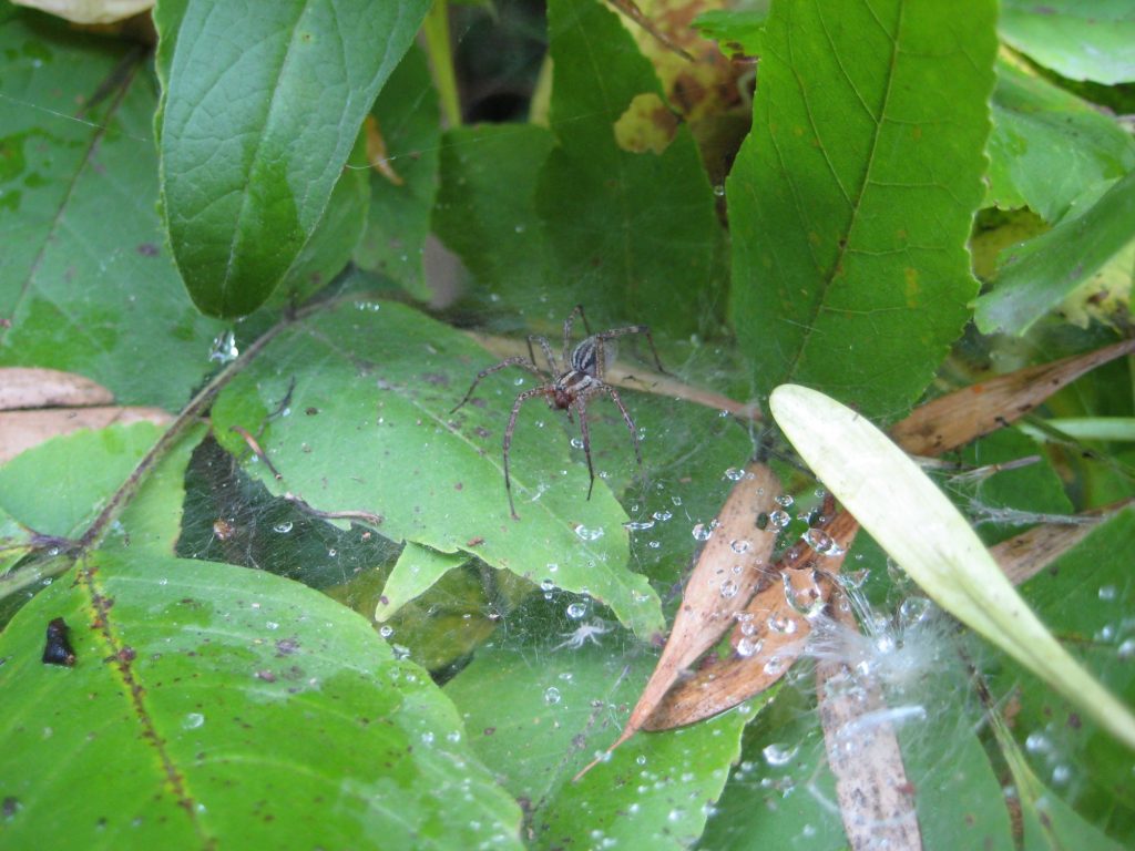 Grass spider (Agelenopsis) with web built on spray of leaves