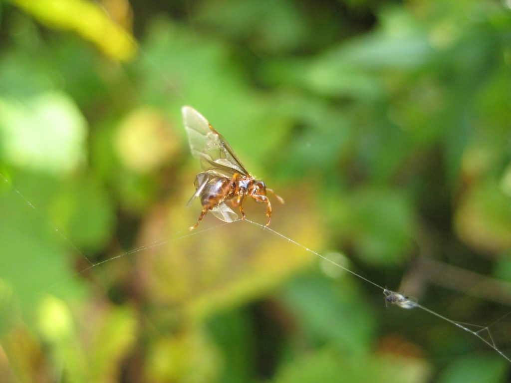 A large golden-brown winged ant in a spiderweb
