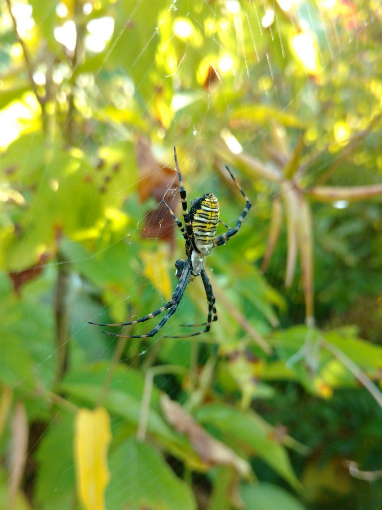 A. trifasciata in web