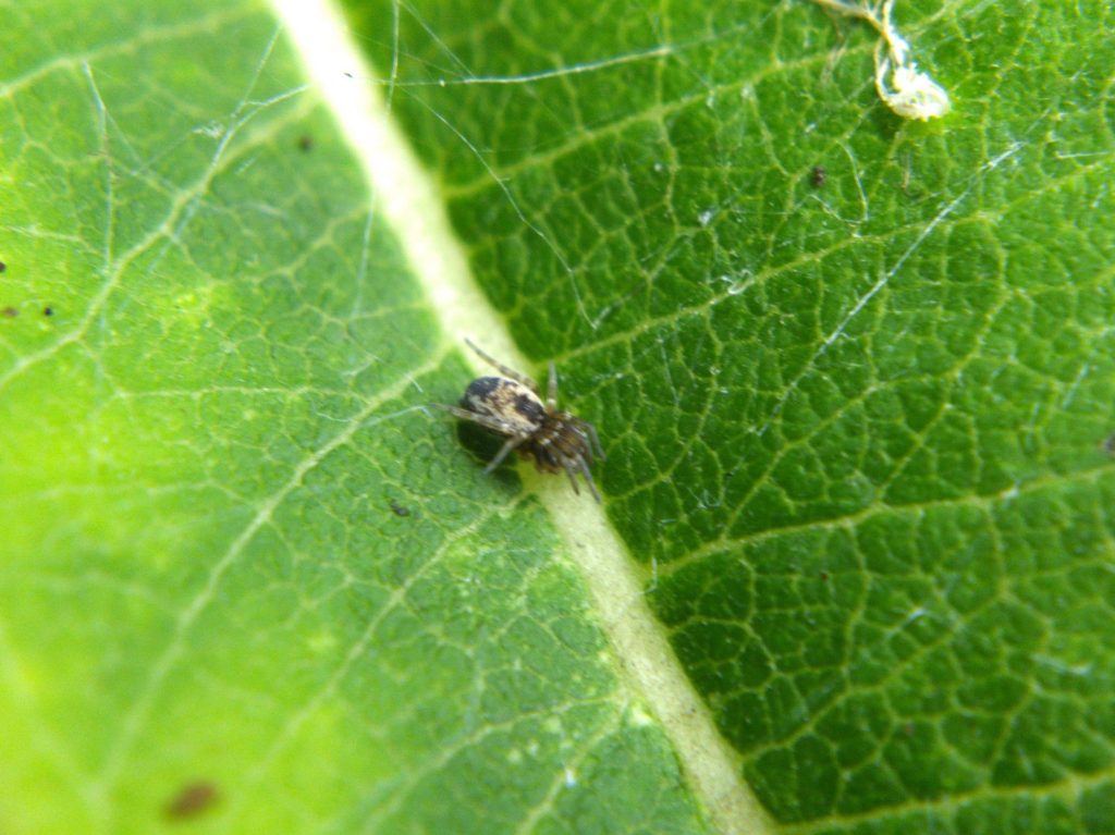 Black-and-white mesh-web weaver on leaf