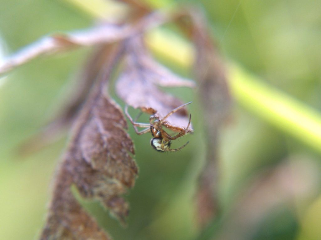 Mangora placida on dead leaf at edge of web