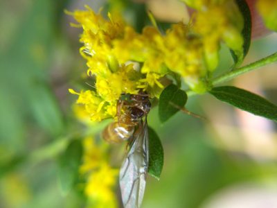 Dead ant alate on goldenrod flowers