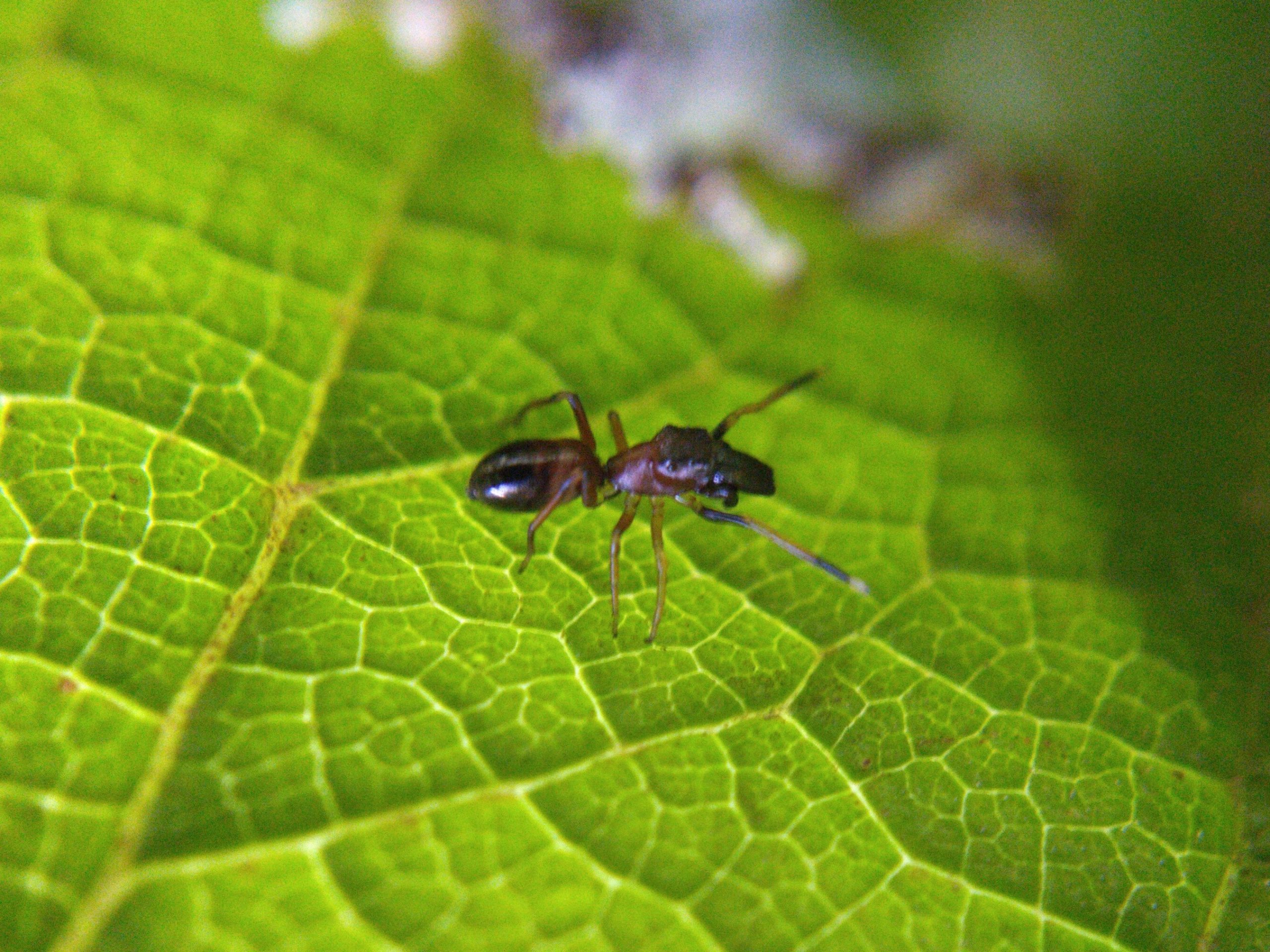 Ludopedia, Fórum, Aranhas ou formigas? - Conheça o Spinderella
