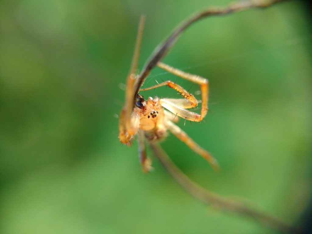 Face of a male N. arabesca