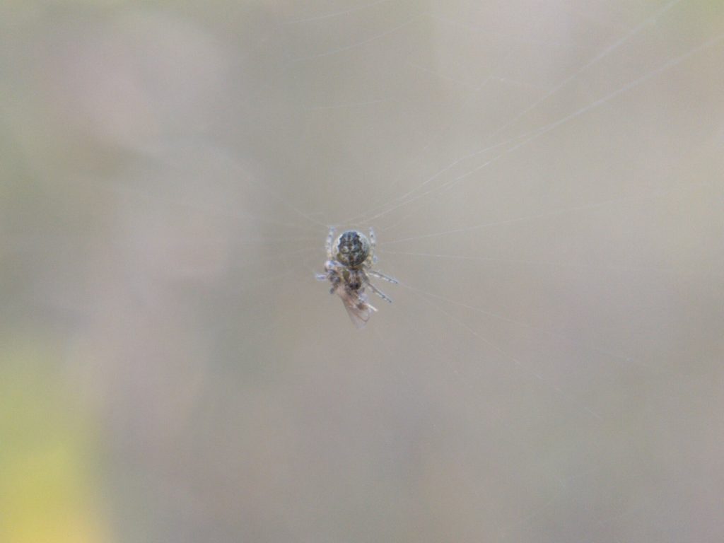 A tiny white spiderling with grey folium on back