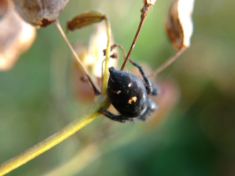 White/orange markings on P. audax abdomen