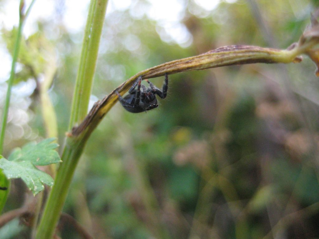 P. audax, closer up