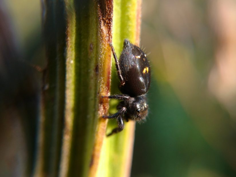 A side view of P. audax on wild parsnip stem